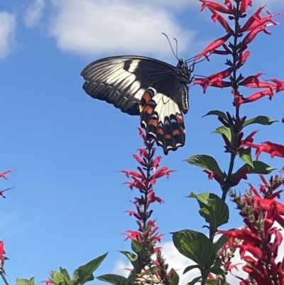 Papilio aegeus (Orchard Swallowtail, Large Citrus Butterfly) at Bellmount Forest, NSW - 23 Mar 2022 by flutterbye