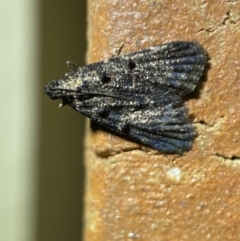 Epipaschiinae (subfamily) (A Pyralid moth) at Jerrabomberra, NSW - 23 Mar 2022 by SteveBorkowskis