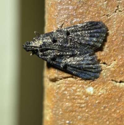 Epipaschiinae (subfamily) (A Pyralid moth) at Jerrabomberra, NSW - 22 Mar 2022 by Steve_Bok