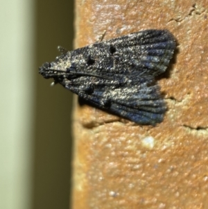 Epipaschiinae (subfamily) at Jerrabomberra, NSW - 23 Mar 2022