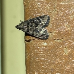 Epipaschiinae (subfamily) at Jerrabomberra, NSW - suppressed