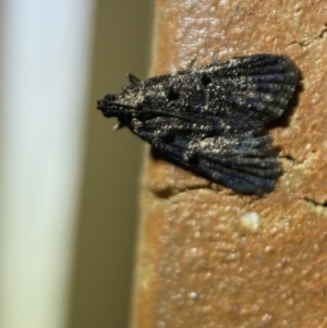 Epipaschiinae (subfamily) at Jerrabomberra, NSW - 23 Mar 2022