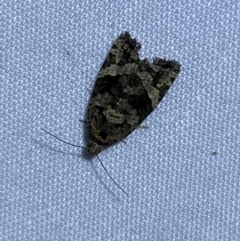 Asthenoptycha sphaltica and nearby species at Jerrabomberra, NSW - 23 Mar 2022