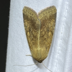 Helicoverpa (genus) at Jerrabomberra, NSW - suppressed