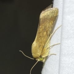 Helicoverpa (genus) at Jerrabomberra, NSW - suppressed