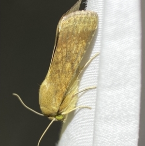 Helicoverpa (genus) at Jerrabomberra, NSW - suppressed