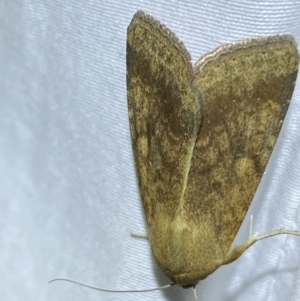 Helicoverpa (genus) at Jerrabomberra, NSW - suppressed