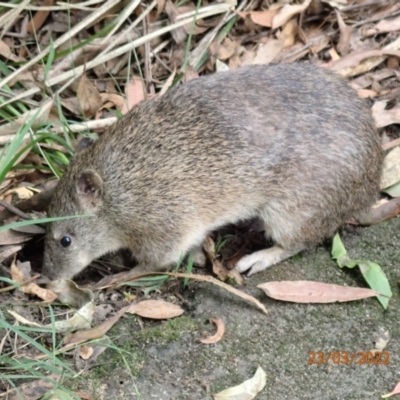 Isoodon obesulus obesulus (Southern Brown Bandicoot) at Paddys River, ACT - 23 Mar 2022 by FeralGhostbat