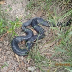 Pseudechis porphyriacus (Red-bellied Black Snake) at Tidbinbilla Nature Reserve - 23 Mar 2022 by Ozflyfisher