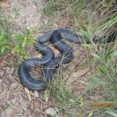 Pseudechis porphyriacus (Red-bellied Black Snake) at Paddys River, ACT - 23 Mar 2022 by FeralGhostbat