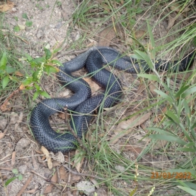 Pseudechis porphyriacus (Red-bellied Black Snake) at Tidbinbilla Nature Reserve - 23 Mar 2022 by Ozflyfisher