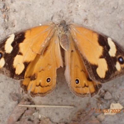 Heteronympha merope (Common Brown Butterfly) at Kowen Woodland - 22 Mar 2022 by Ozflyfisher