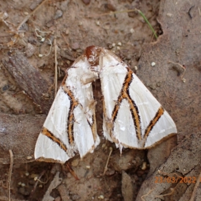 Thalaina clara (Clara's Satin Moth) at Kowen Woodland - 23 Mar 2022 by FeralGhostbat