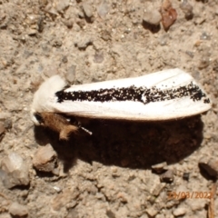 Oenosandra boisduvalii (Boisduval's Autumn Moth) at Paddys River, ACT - 23 Mar 2022 by Ozflyfisher