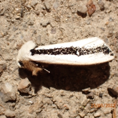 Oenosandra boisduvalii (Boisduval's Autumn Moth) at Paddys River, ACT - 23 Mar 2022 by Ozflyfisher