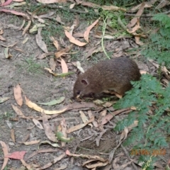 Isoodon obesulus obesulus (Southern Brown Bandicoot) at Paddys River, ACT - 23 Mar 2022 by FeralGhostbat