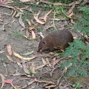 Isoodon obesulus obesulus at Paddys River, ACT - 23 Mar 2022