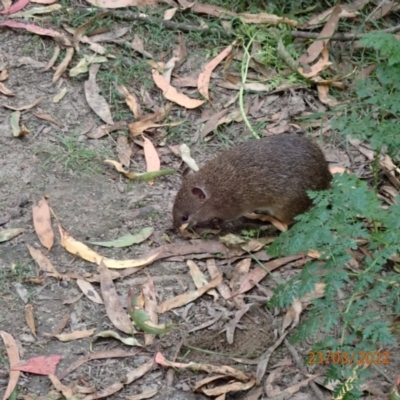 Isoodon obesulus obesulus (Southern Brown Bandicoot) at Tidbinbilla Nature Reserve - 23 Mar 2022 by Bugologist