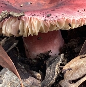 Russula sp. at Burra, NSW - 23 Mar 2022