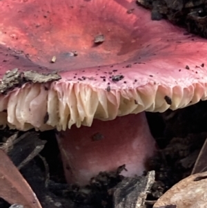 Russula sp. at Burra, NSW - 23 Mar 2022