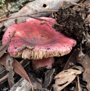 Russula sp. at Burra, NSW - 23 Mar 2022