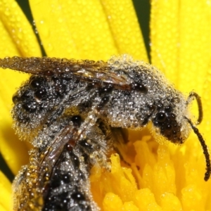 Lasioglossum (Chilalictus) lanarium at Evatt, ACT - 9 Feb 2022