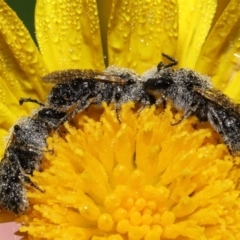 Lasioglossum (Chilalictus) lanarium at Evatt, ACT - 9 Feb 2022 06:35 AM