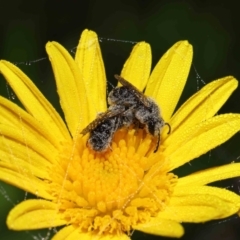 Lasioglossum (Chilalictus) lanarium at Evatt, ACT - 9 Feb 2022 06:35 AM