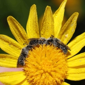 Lasioglossum (Chilalictus) lanarium at Evatt, ACT - 9 Feb 2022 06:35 AM