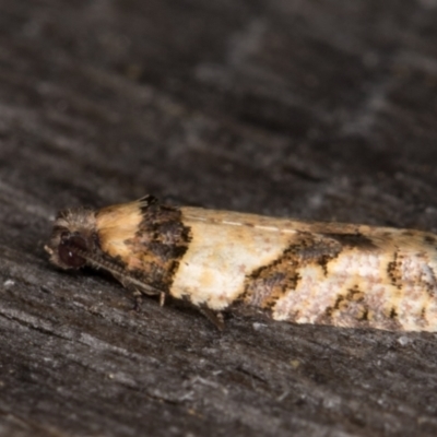 Clarana clarana (A Tortricid moth) at Melba, ACT - 22 Jan 2022 by kasiaaus