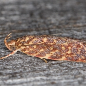 Syringoseca rhodoxantha at Melba, ACT - 22 Jan 2022