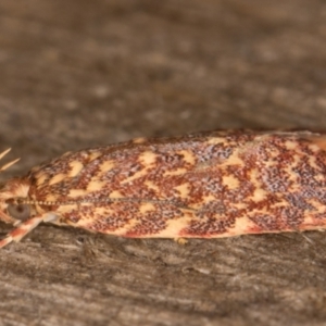 Syringoseca rhodoxantha at Melba, ACT - 22 Jan 2022