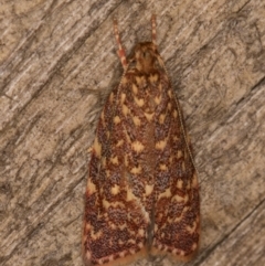 Syringoseca rhodoxantha at Melba, ACT - 22 Jan 2022 11:40 PM