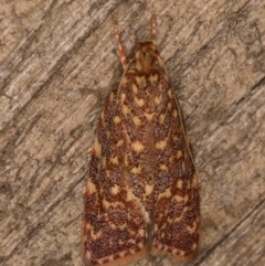 Syringoseca rhodoxantha at Melba, ACT - 22 Jan 2022 11:40 PM