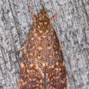 Syringoseca rhodoxantha at Melba, ACT - 22 Jan 2022