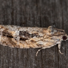 Thrincophora lignigerana (A Tortricid moth) at Melba, ACT - 22 Jan 2022 by kasiaaus