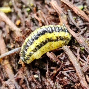 Gonipterus sp. (genus) at Paddys River, ACT - 23 Mar 2022