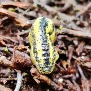 Gonipterus sp. (genus) at Paddys River, ACT - 23 Mar 2022