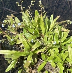 Myosotis laxa subsp. caespitosa (Water Forget-me-not) at Namadgi National Park - 23 Mar 2022 by JaneR