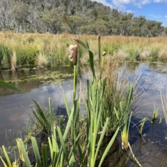 Typha orientalis (Broad-leaved Cumbumgi) at Mount Clear, ACT - 23 Mar 2022 by JaneR