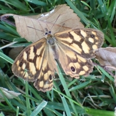 Heteronympha paradelpha (Spotted Brown) at Cook, ACT - 20 Mar 2022 by drakes