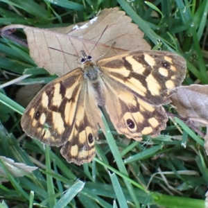 Heteronympha paradelpha at Cook, ACT - suppressed