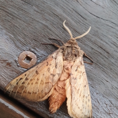 Oxycanus silvanus (Pale Oxycanus) at Gundaroo, NSW - 20 Jun 2020 by Gunyijan