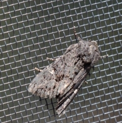 Neumichtis nigerrima (Black Turnip Moth) at Gundaroo, NSW - 26 Aug 2020 by Gunyijan