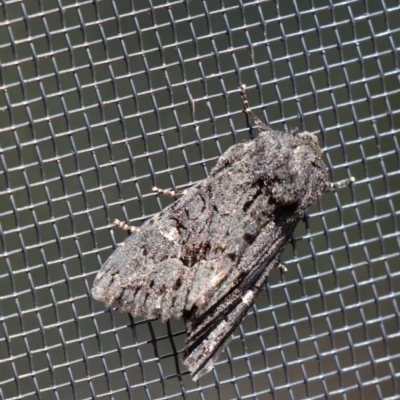 Neumichtis nigerrima (Black Turnip Moth) at Gundaroo, NSW - 26 Aug 2020 by Gunyijan