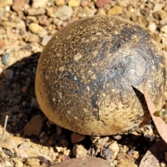 Pisolithus marmoratus (Horse Dung Fungus) at O'Connor, ACT - 23 Mar 2022 by trevorpreston