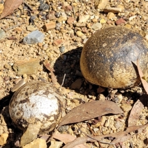 Pisolithus marmoratus at O'Connor, ACT - 23 Mar 2022