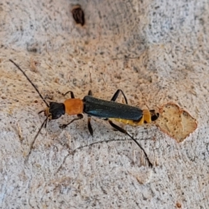 Chauliognathus tricolor at Lyneham, ACT - 23 Mar 2022