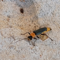 Chauliognathus tricolor at Lyneham, ACT - 23 Mar 2022