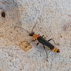 Chauliognathus tricolor at Lyneham, ACT - 23 Mar 2022 01:47 PM